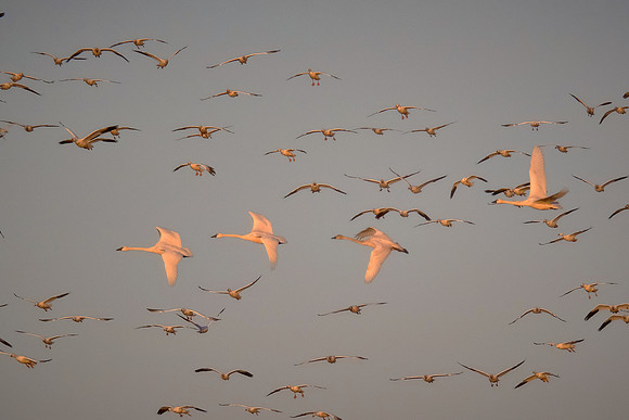 Tundra swans and snow geese, Pungo Lake, North Caolina