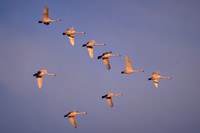 2020 Jan - Outer Banks & Pungo Lake, NC