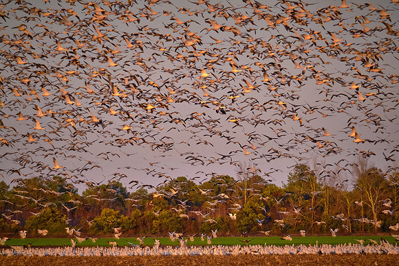 Tundra swans and snow geese, Pungo Lake, North Caolina