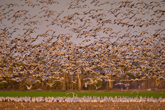 Tundra swans and snow geese, Pungo Lake, North Caolina