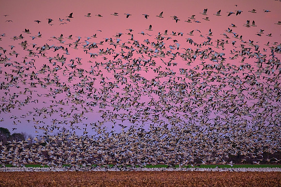 Tundra swans and snow geese at sunset, Pungo Lake, North Caolina