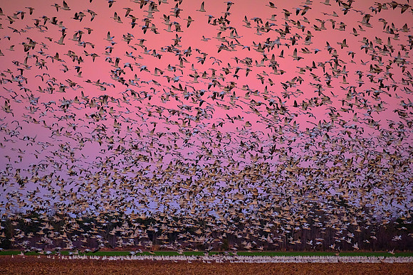 Tundra swans and snow geese at sunset, Pungo Lake, North Caolina