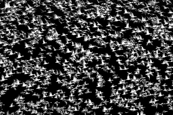 Snow geese, Pungo Lake, North Caolina