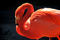 2014 March - Riverside Zoo, Columbia, SC
