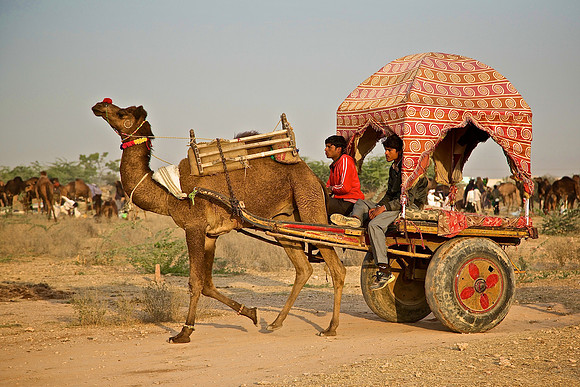 Nagaur Camel and Livestock Fair, Nagaur, Rajasthan