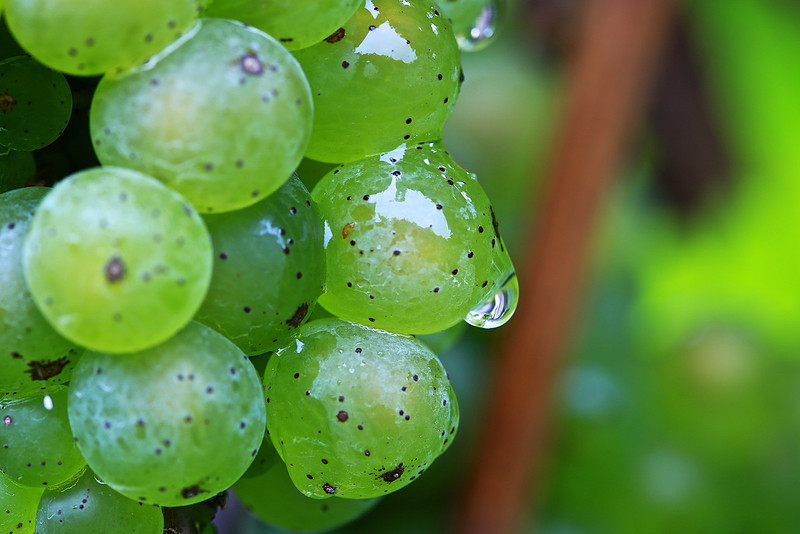 Shelton Vineyards