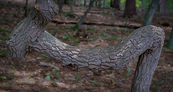 Hanging Rock State Park, Danbury, NC