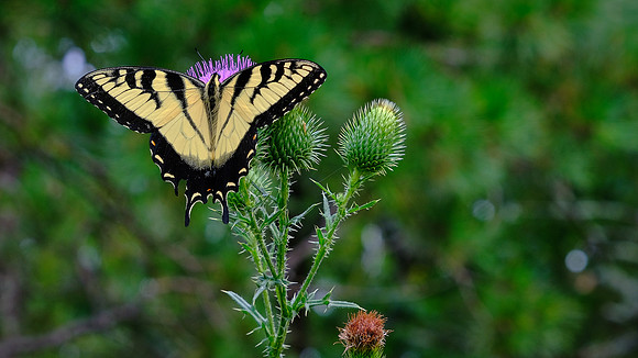 Eastern Tiger Swallowtail Butterfly (Papilio glaucus), Pilot Mountain State Park, Pilot Mountain, NC