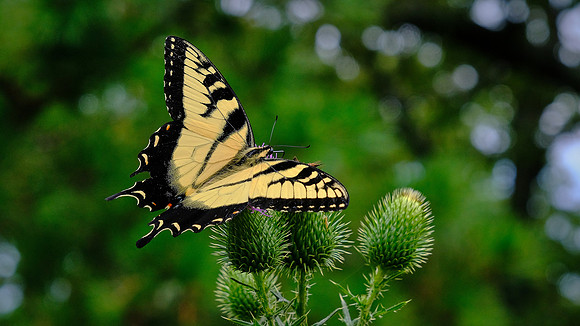 Eastern Tiger Swallowtail Butterfly (Papilio glaucus), Pilot Mountain State Park, Pilot Mountain, NC