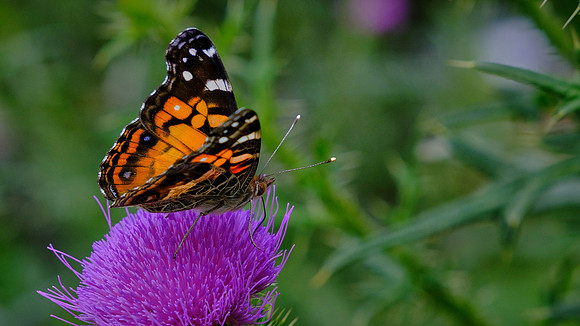 Painted Lady Butterfly (or cosmopolitan: Vanessa cardui), Pilot Mountain State Park, Pilot Mountain, NC