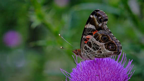 Painted Lady Butterfly (or cosmopolitan: Vanessa cardui), Pilot Mountain State Park, Pilot Mountain, NC