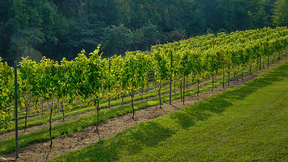 Jolo Winery and Vineyards, PIlot Mountain, NC