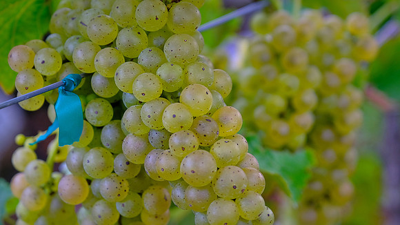 Jolo Winery and Vineyards, PIlot Mountain, NC