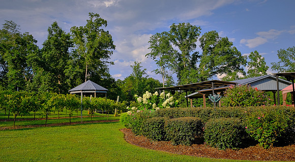 Jolo Winery and Vineyards, PIlot Mountain, NC