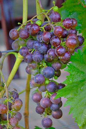 Jolo Winery and Vineyards, PIlot Mountain, NC