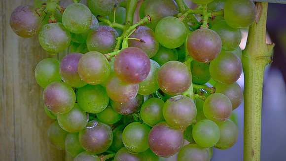 Jolo Winery and Vineyards, PIlot Mountain, NC
