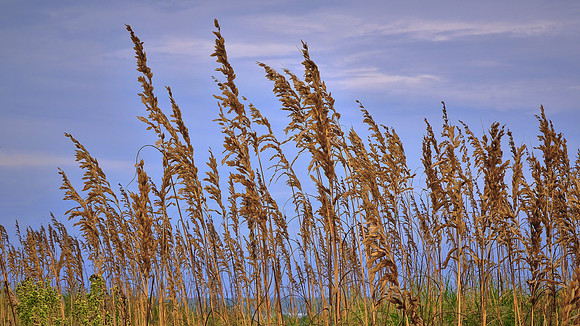 Phragmites, Cape Hatteras National Seashore, North Carolina