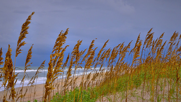 Phragmites, Cape Hatteras National Seashore, North Carolina