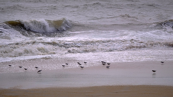 Sanderlings in the surf, Cape Hatteras National Seashore, North Carolina
