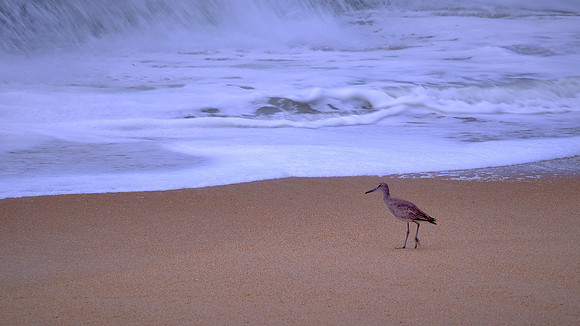 Willet (Tringa semipalmata), Cape Hatteras National Seashore, North Carolina