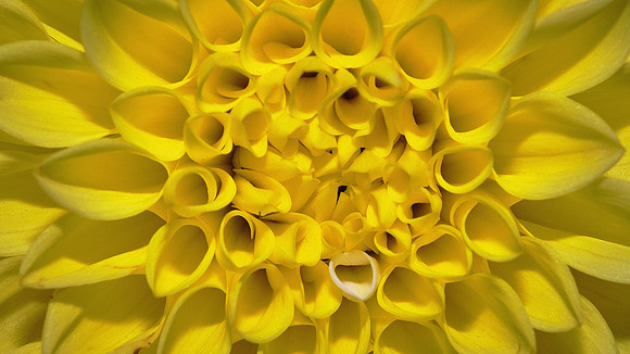 Naramore Flowers