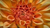2020 Sept - Naramore Flowers