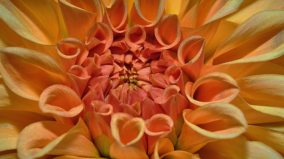 Naramore Flowers