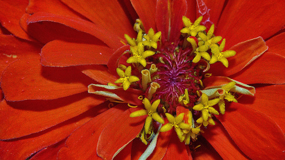 Naramore Flowers