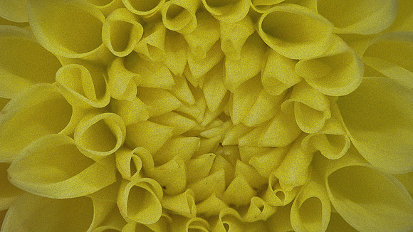 Naramore Flowers