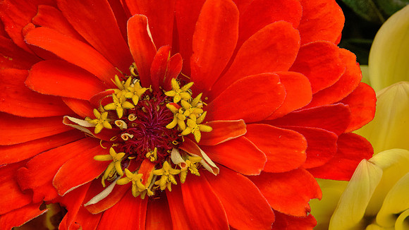 Naramore Flowers