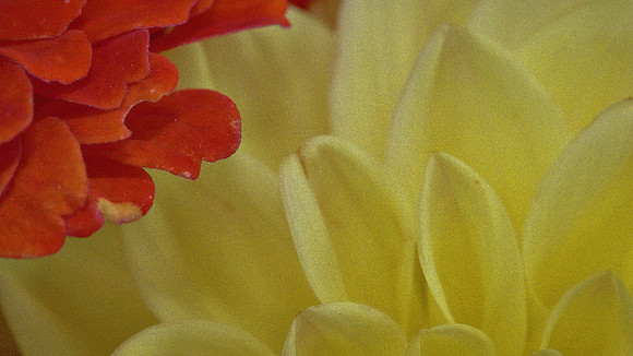 Naramore Flowers