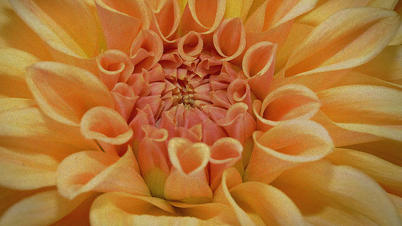 Naramore Flowers