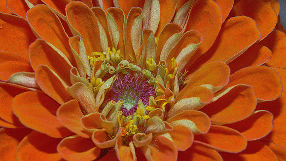 Naramore Flowers
