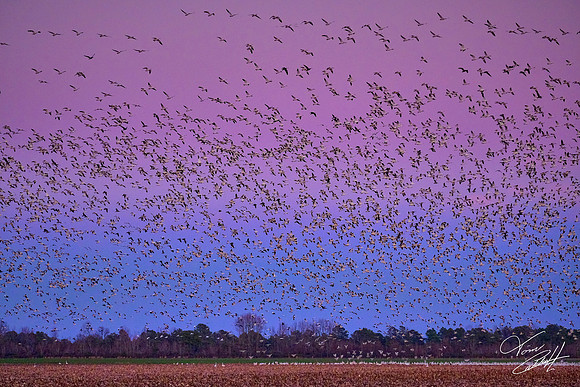 Tundra swans and snow geese at sunset, Pungo Lake, North Caolina