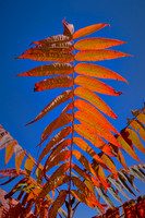 2020 Oct - Carolina in the Fall