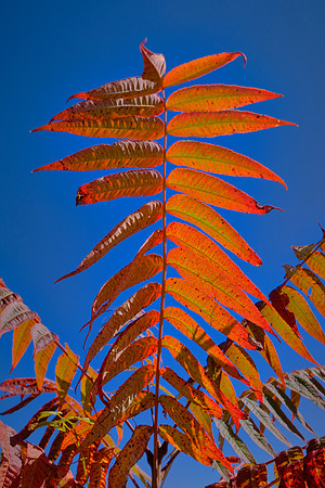 Carolina in the Fall, Blue Ridge Parkway, NC