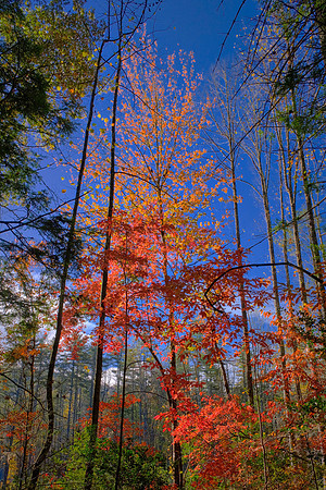 On the trail to Hooker Falls, DuPont State Recreational Forest, NC