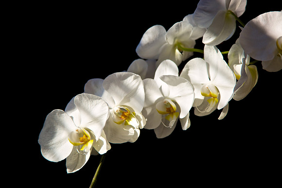 Andrea's and Brian's Orchid - 120510