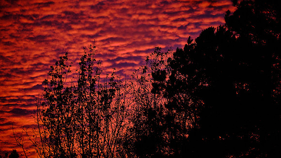 Trees On Fire