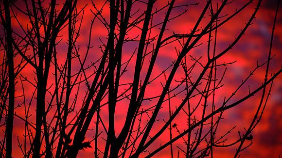 Trees On Fire