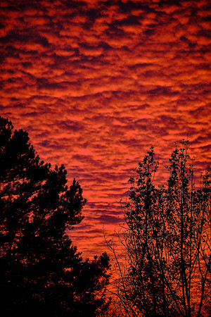 Trees On Fire