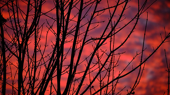 Trees On Fire