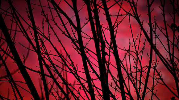 Trees On Fire