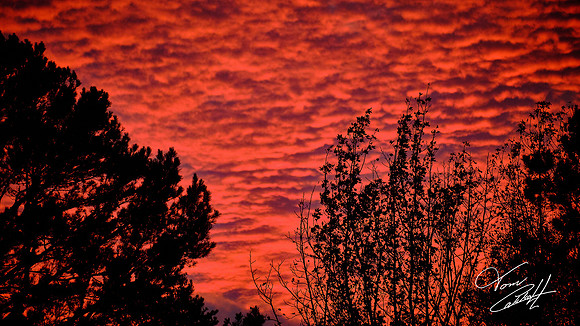Trees On Fire