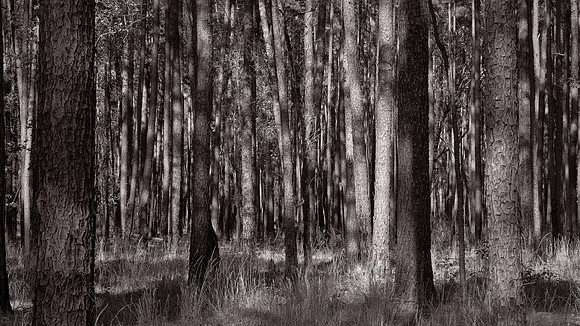 Congaree National Park, South Carolina