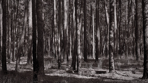 Congaree National Park, South Carolina