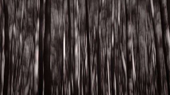 Congaree National Park, South Carolina