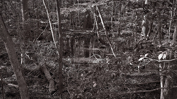 Congaree National Park, South Carolina
