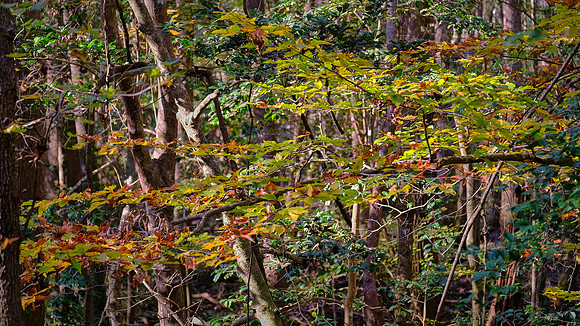 Congaree National Park, South Carolina