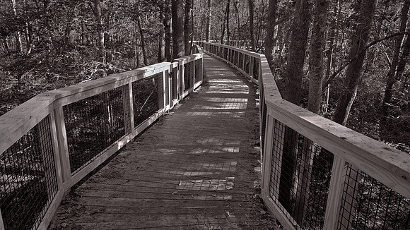 Congaree National Park, South Carolina